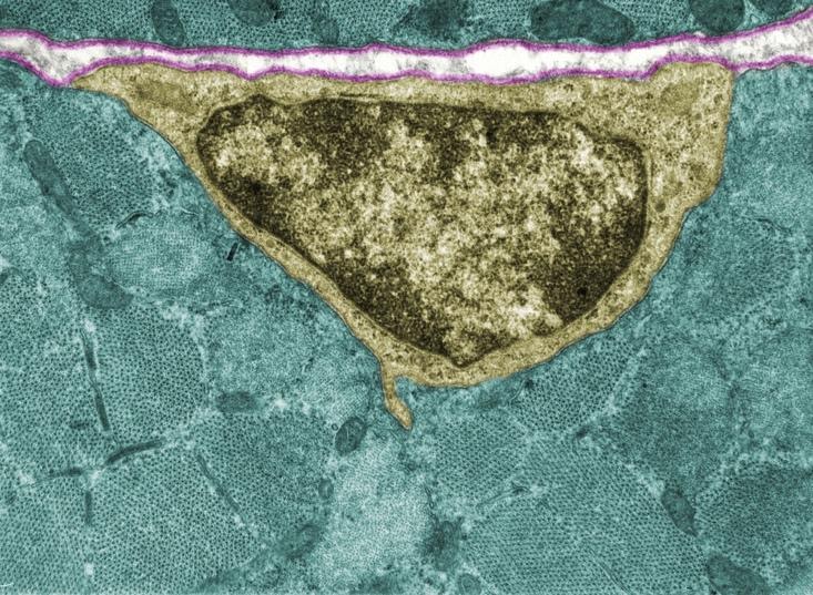 Il ruolo delle cellule satellite