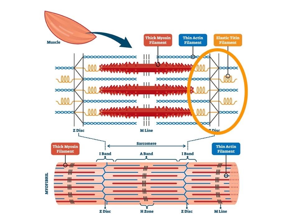 Proteina che funge da sensore di tensione: titina