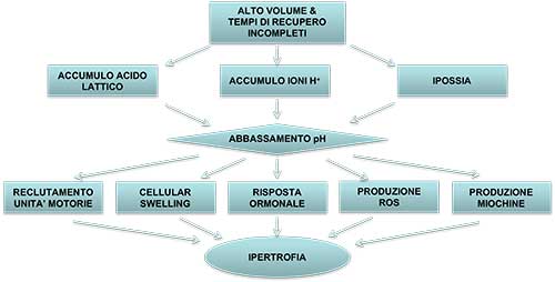 Stress metabolico ed ipertrofia