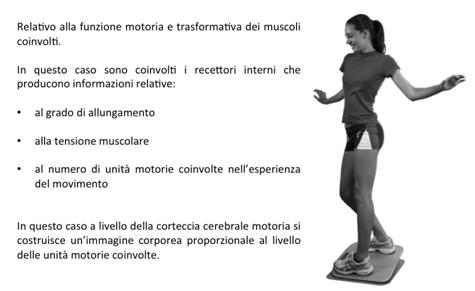 Schema corporeo muscoli