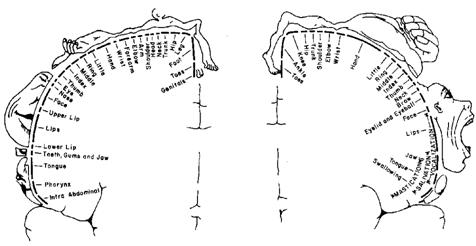 Schema corporeo muscoli