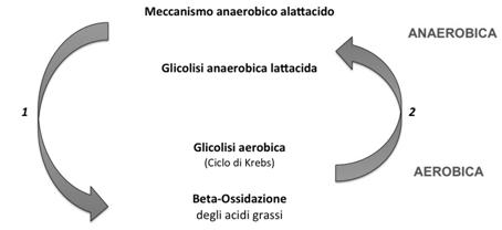 Meccanismo anaerobico