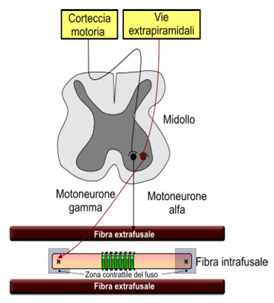 Corteccia