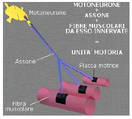 motoneurone