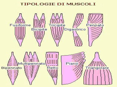 Tipologie di muscoli