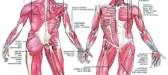 Schema muscoli arto superiore