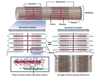 Fisiologia E Anatomia Del Muscolo Scheletrico Nella Pratica Dell 
