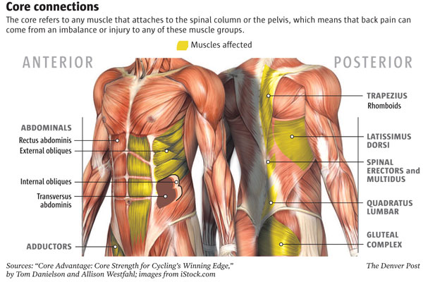 muscoli core stability