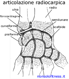 articolazione del gomito