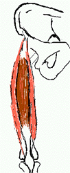 quadricipite femorale