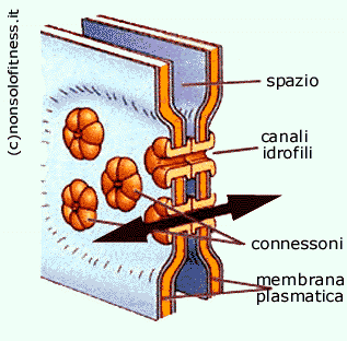 connessone, sinapsi
