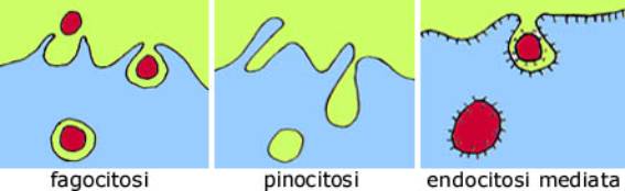 endocitosi, fagocitosi, pinocitosi