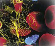 fibrina