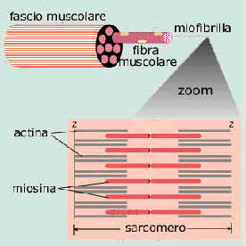 struttura muscolare