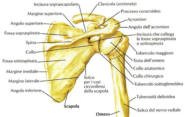 anatomia della spalla, figura 1
