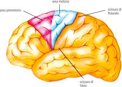 aree corticali